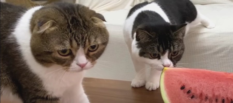 『これは何かニャ？』生まれて初めてスイカを見る猫さんたち