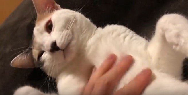 みんな大好き、猫と一緒にくつろぐための動画