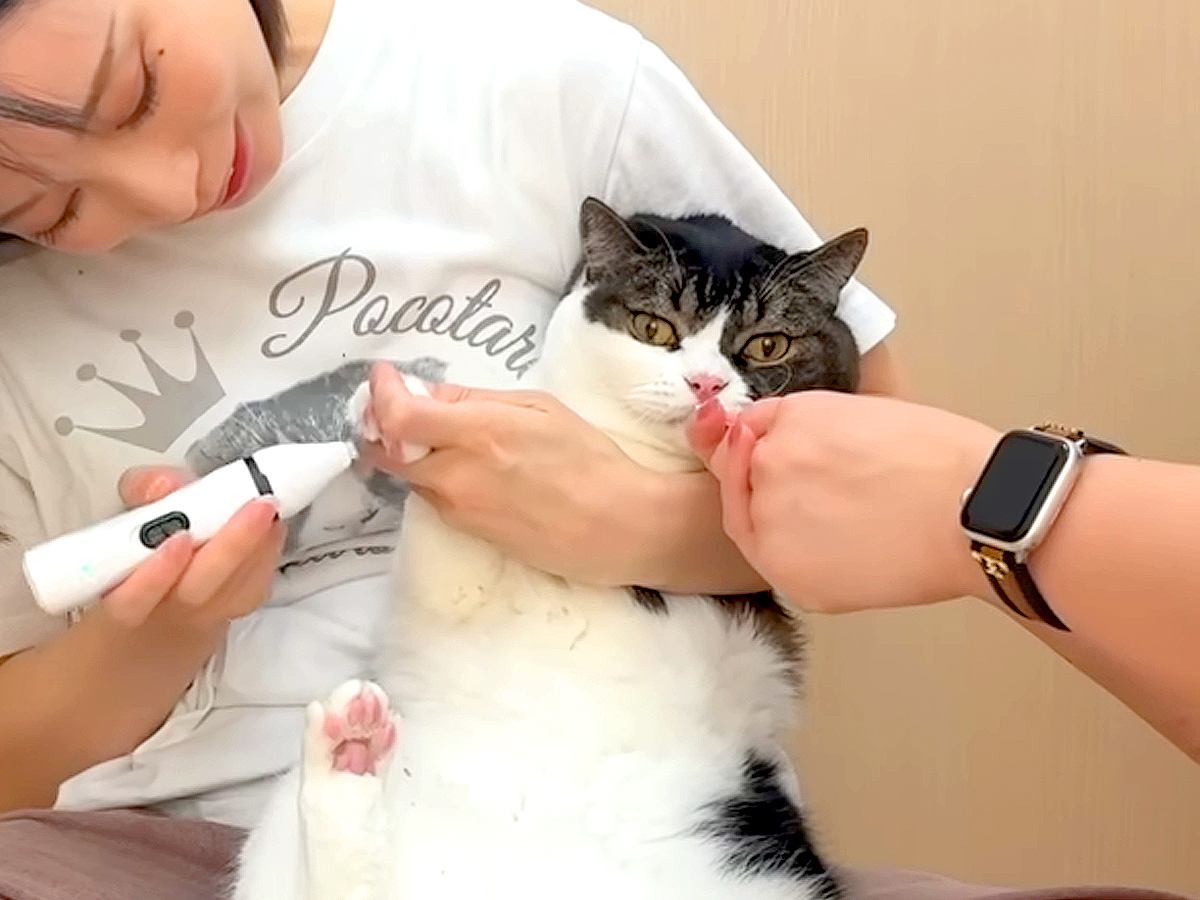 苦手な『足の毛のカット』を終えた猫→遠くでパパ猫が用を足す音がして…想定外な『まさかのオチ』に爆笑「ゲラゲラ笑った」「心持ってかれた」