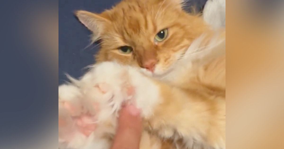 猫の『伸びてきた毛』を触っていたら…猫とは思えない『まさかの反応』に１万いいね「キャワイイｗ」「めっちゃふさふさ」と話題