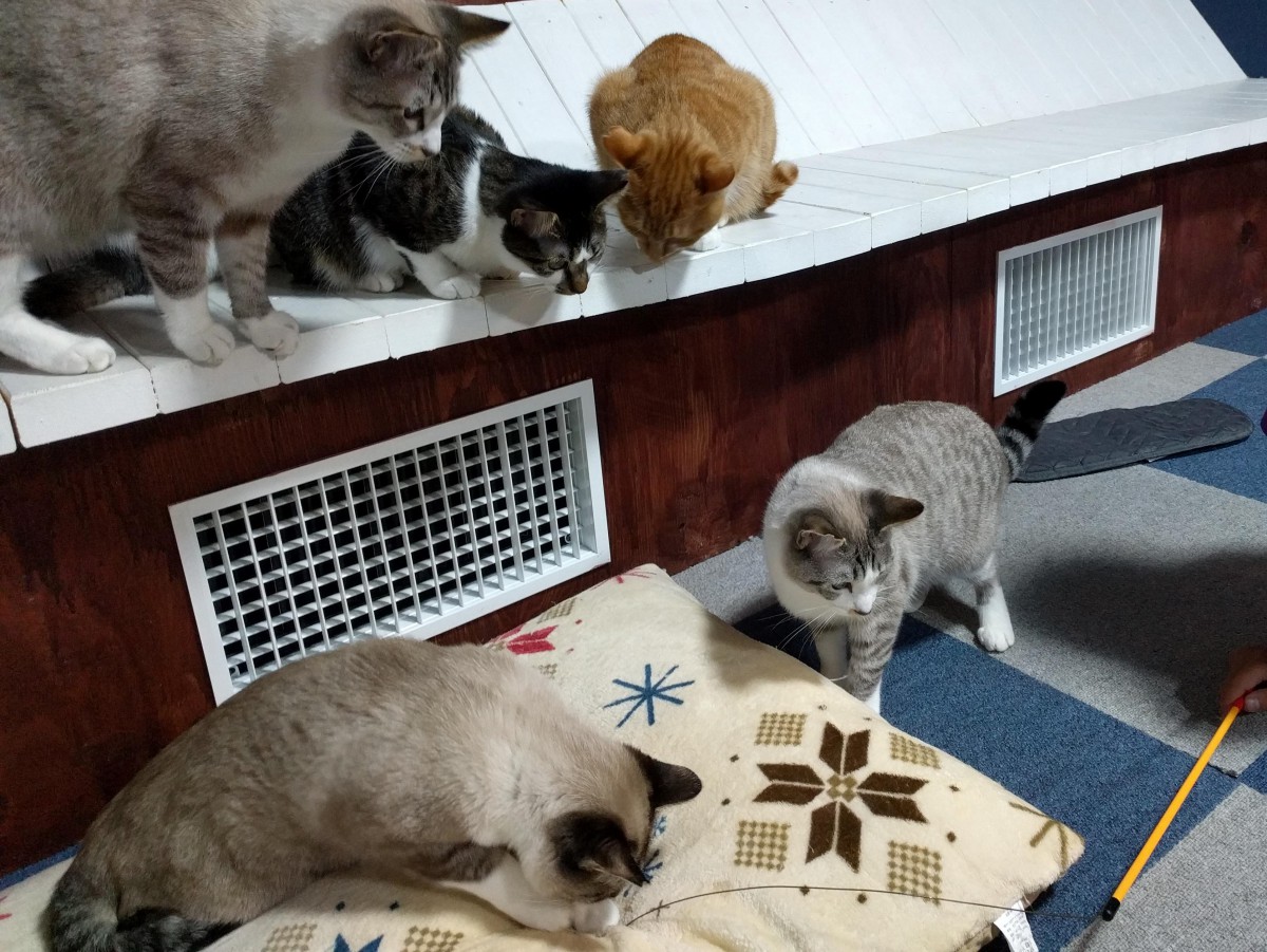 【福島・郡山市】船をイメージした癒しの空間が素敵♪CAT CAFE「ねこひげ」