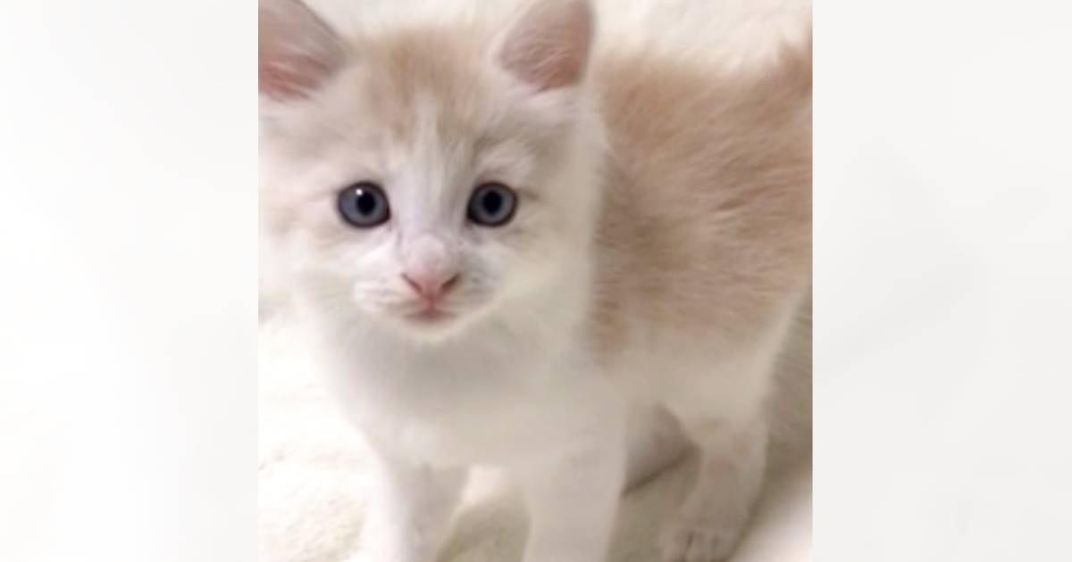 『小さくてあどけない表情をしていた赤ちゃん猫』が、５年後……驚くべき変化を遂げた『現在の様子』に「わお！」「イケニャンになったね」と反響