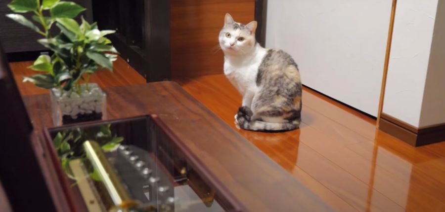 オルゴールにウットリ♡音色の違いが分かる猫？