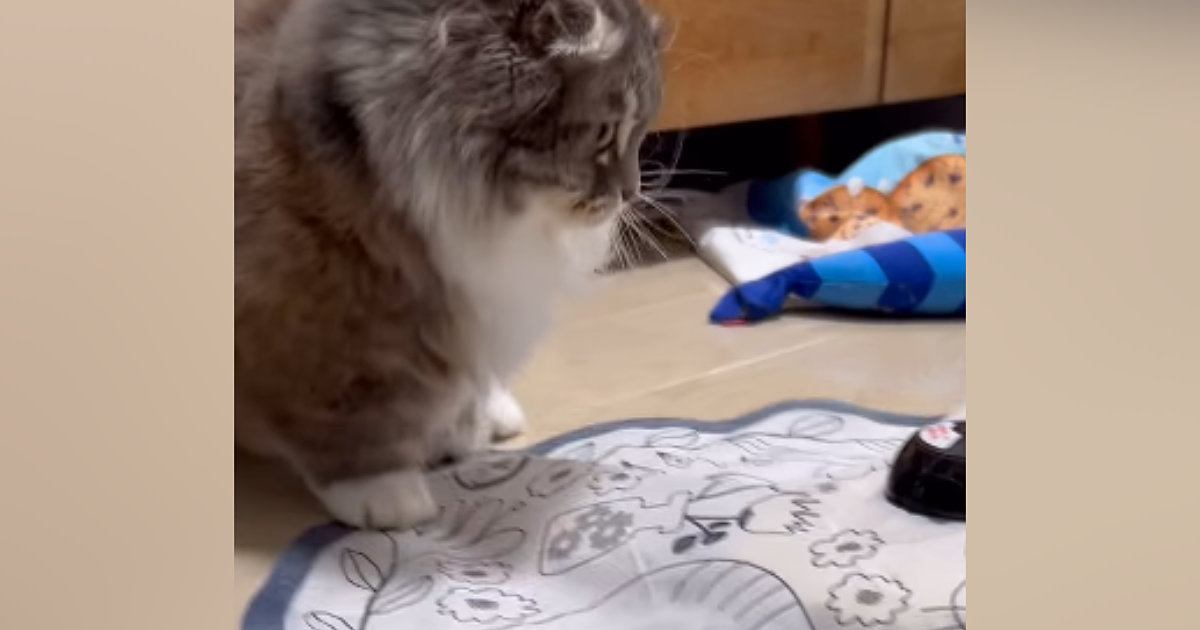 電動のおもちゃに『興味津々な猫』を見ていたら…あまりにも予想外な『可愛すぎる行動』に反響「狩るんじゃなくてｗ」「1歳の子どもみたいｗ」