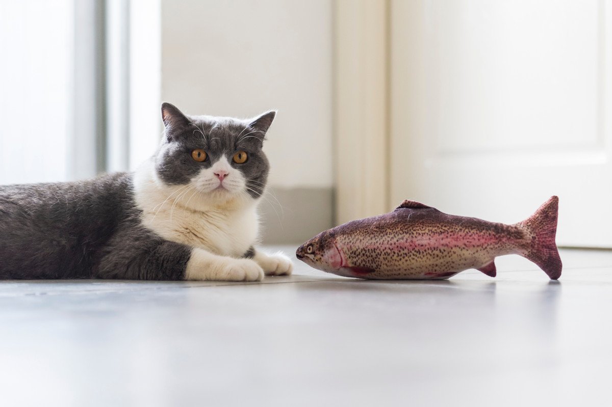 シニア猫だって遊びたい！『高齢猫と上手に遊ぶためのアイデア』4選