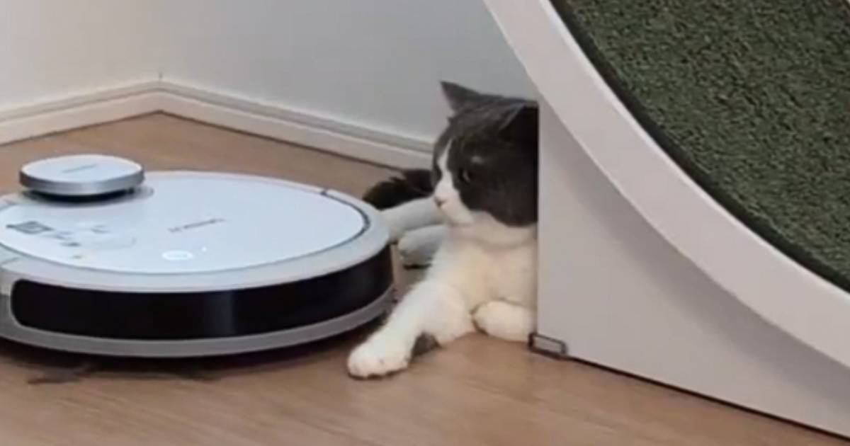 『ロボット掃除機が向かってきたら』、猫は……あまりにもカッコよすぎる『まさかの対応』が119万表示「惚れるｗ」「大人の対応ｗ」