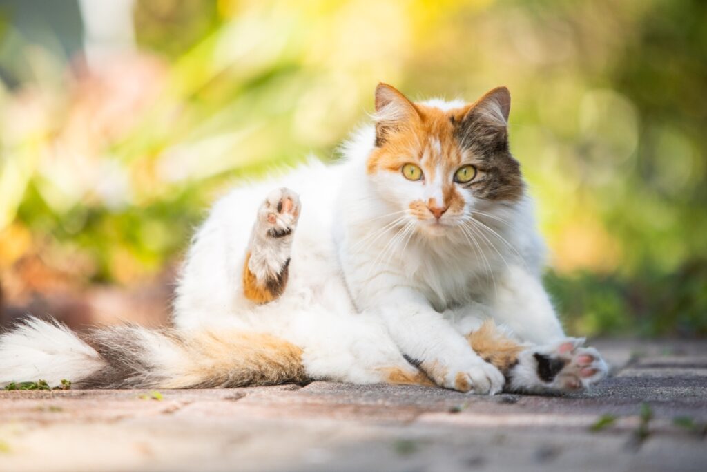 【獣医師監修】ヴァンってどんな猫？特徴や性格から飼う前の注意点・価格相場まで徹底解説