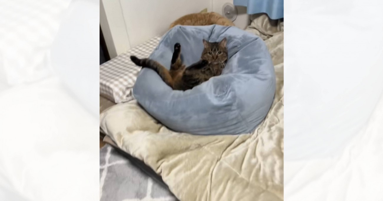 クッションにお尻がはまった猫→『困ってます？』と声をかけたら…まさかのやり取りが315万再生「声かけが看護師ｗ」「会話してるの可愛いｗ」