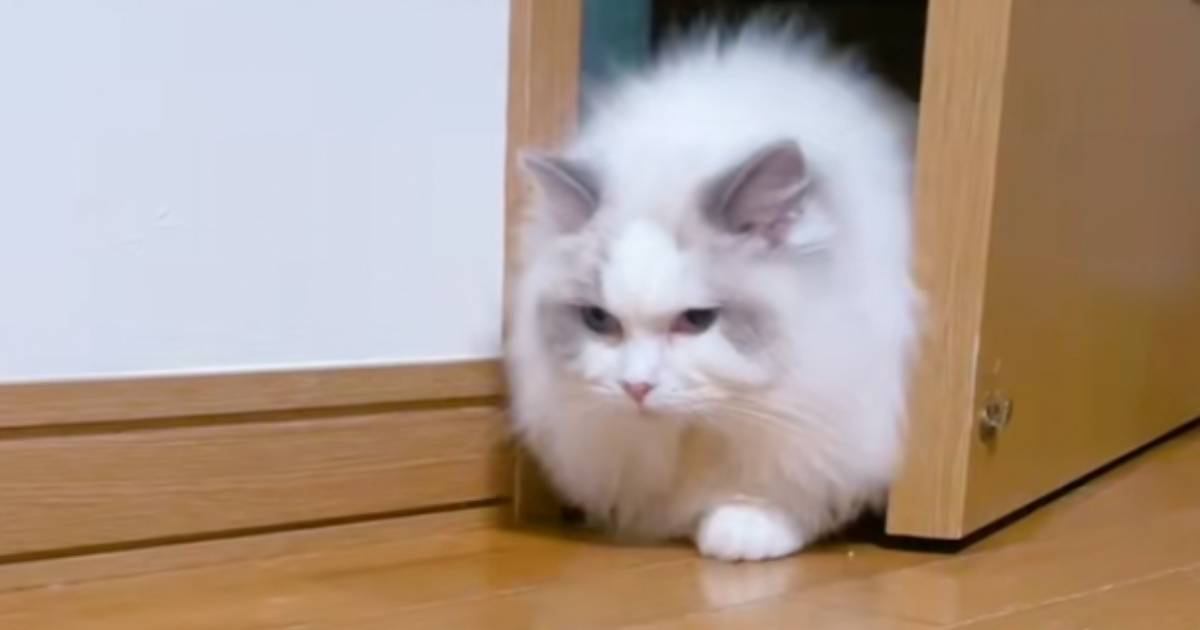 『モフモフな猫』が扉から出てきたと思ったら…想像をはるかに超えてくる『まさかの光景』が78万再生「本当だｗ」「マジで超えてきたｗ」