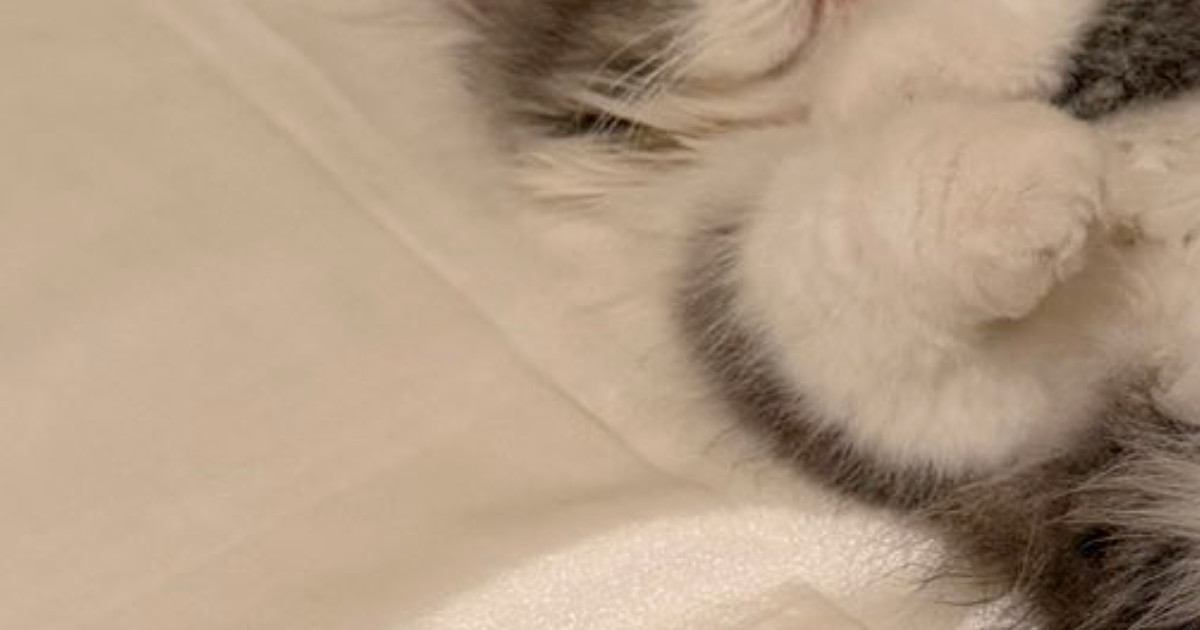 家に来て『23日目の子猫』→眠っているところを見ると…「にゃんて格好ｗ」まさかの寝姿に「くつろぎすぎｗ」「人間みたい」と82万表示