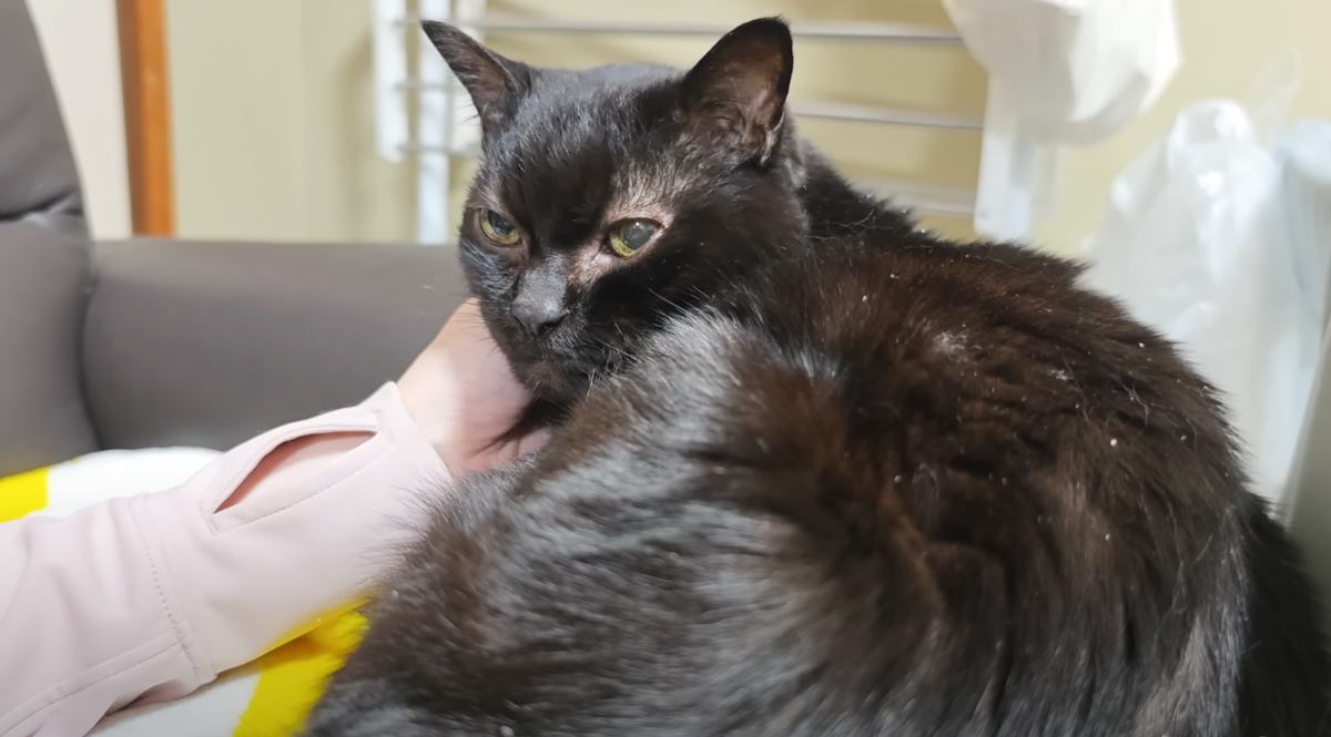 ペットショップのゴミ箱に捨てられていた子猫…18年が経過した『現在の様子』に反響「切なくて涙が出る」「ご家族の愛がすごい」