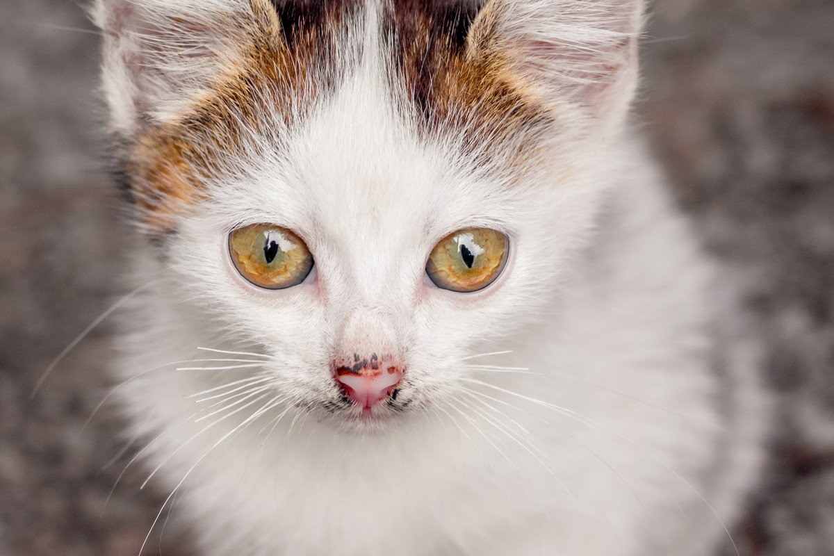 猫のお鼻にポチッと模様が…シミ？汚れ？気になる原因と対策