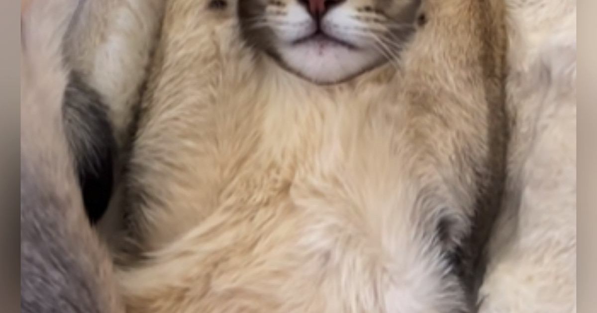 眠っている子猫を見たら…全てを肯定してくれそうな『まさかのポーズ』が34万再生「可愛すぎてスマホ落としそうになったｗ」「た、たまらん」