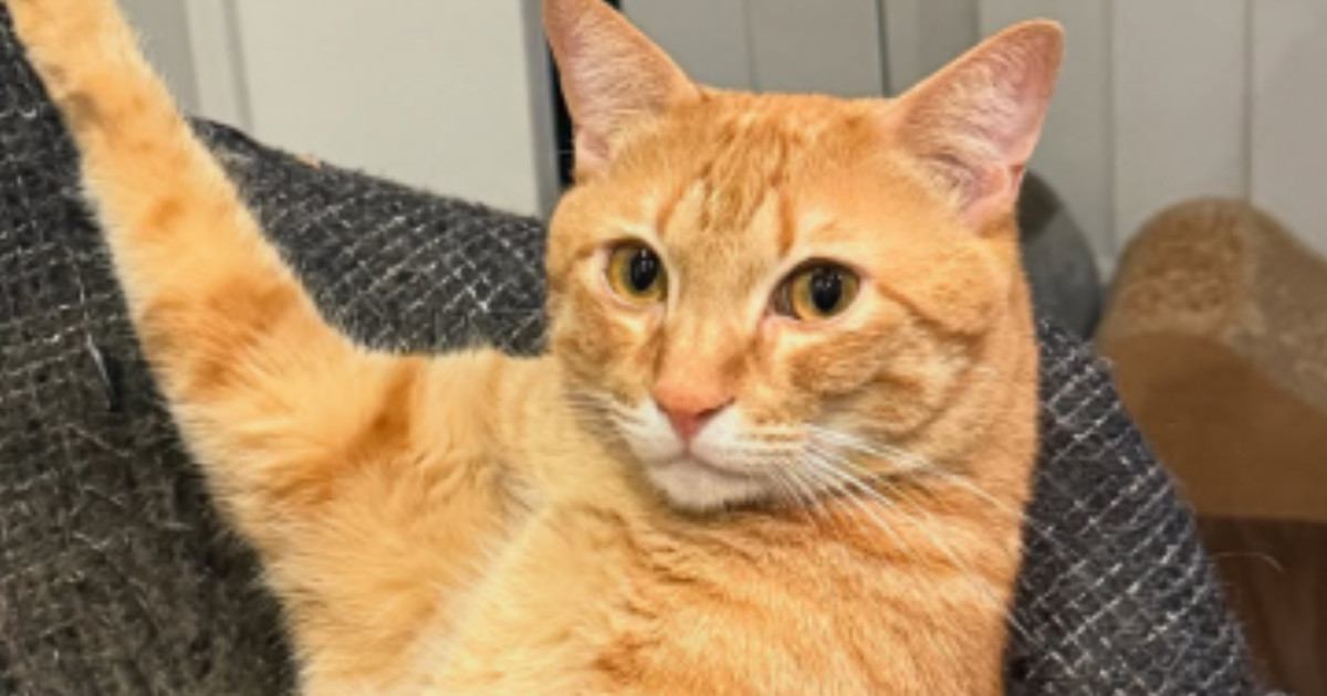 椅子の上でくつろいでいた『茶トラ猫』→あまりにもイケメンすぎる『ポーズ』に「惚れてまうやろ」「モデルさんみたい」「たまらん」と反響