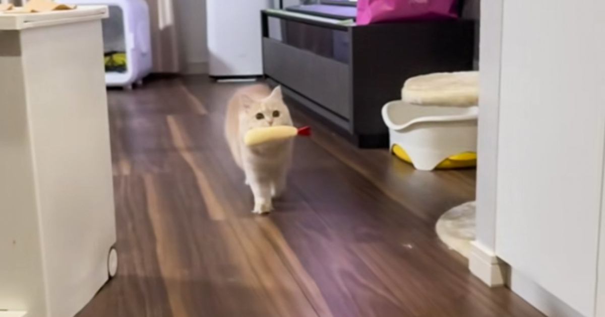 いつものようにおもちゃで遊んでいた猫が、突然……想定外すぎるリアクションに「なにごとｗｗ」「何を見たんだろうｗ」と爆笑する人が続出
