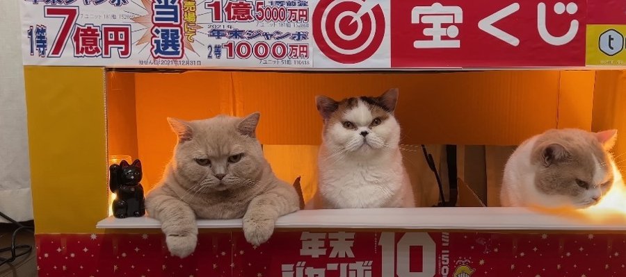 金運がアップするかも！？猫ちゃんたちの宝くじ売り場がオープン♡