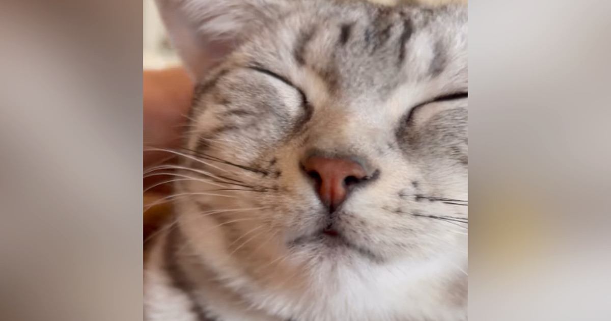 気持ちよさそうに『スヤスヤと眠っていた猫』→頭をやさしく撫でてみると…可愛すぎる『鳴き声』に「何回も聞きたくなる」と反響