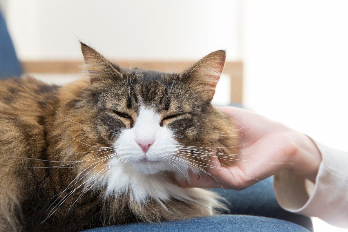 猫がみせる『甘えている』と誤解しやすい行動3つ　 別の感情が隠れていることも？見分けるコツまで解説
