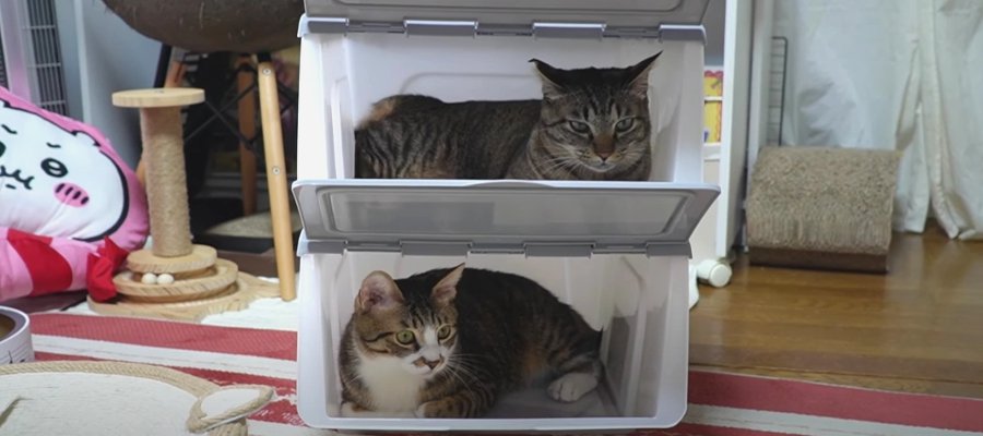 満員御礼！即席、猫ちゃん専用マンションでヒヤリ…？