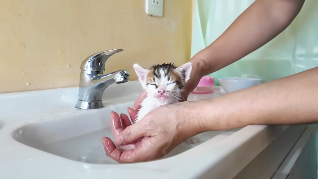 初めてのお風呂に挑戦した赤ちゃん猫→嫌がるかと思いきや……まさかの反応に癒される人続出「本当に可愛い」「素晴らしい」の声