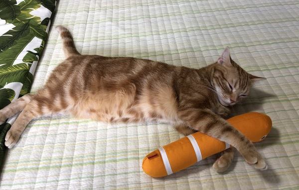 猫が飼い主にしがみついてくる心理５つ