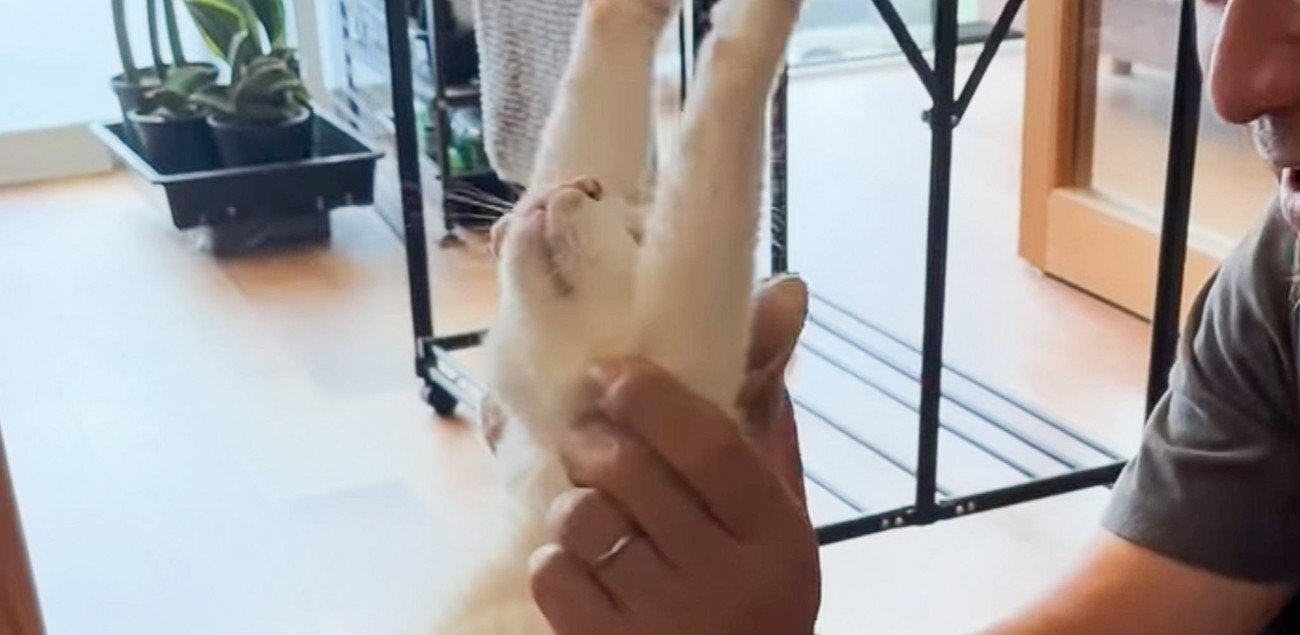 15歳のおばあちゃん猫→飼い主さんにそっと持ち上げられると…思わず目を奪われる『素敵な特技』が36万再生「素晴らしい」「ラジオ体操みたい」