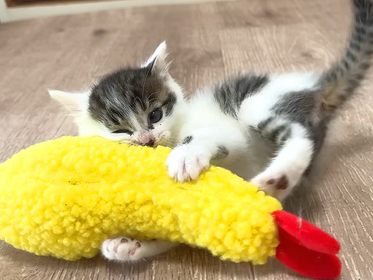 ひとりぼっちで保護された赤ちゃん猫→先住猫たちに近づいて…『100点満点のコミュ力』が話題「エビフライからの睡魔ｗ」「甘え方が上手」