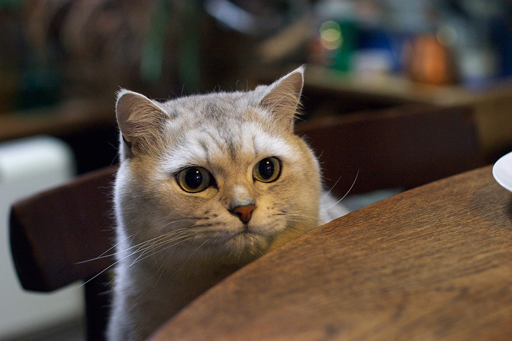 猫がゴキブリを食べた時の対策とホウ酸団子の恐ろしさ