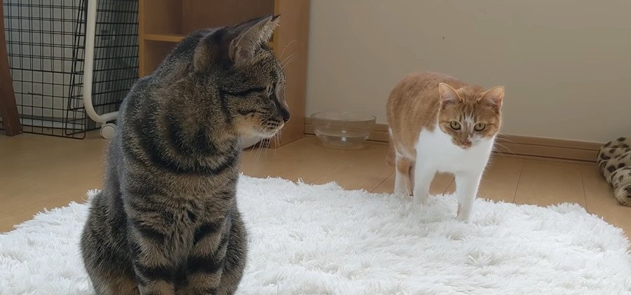 猫ちゃんによって変わる食後の余韻