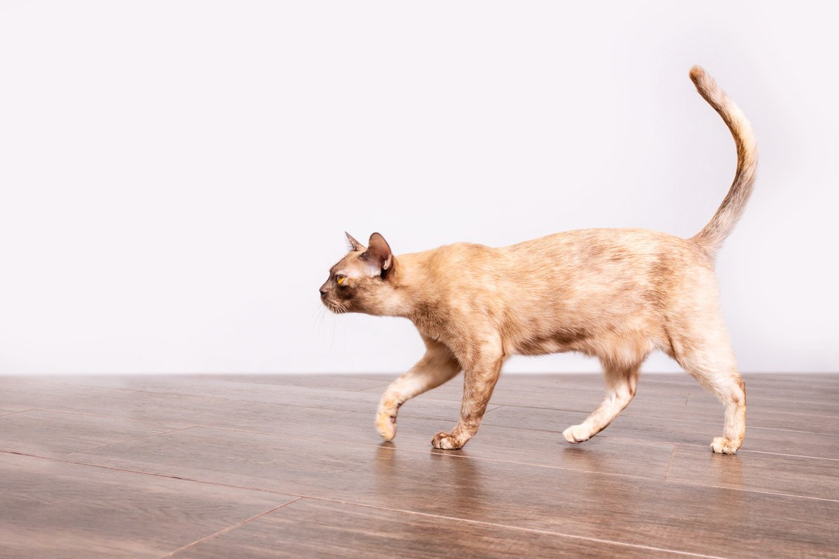 猫の『お腹がたるんでいる』意外な理由3つ　担っている役割や肥満との違いを解説