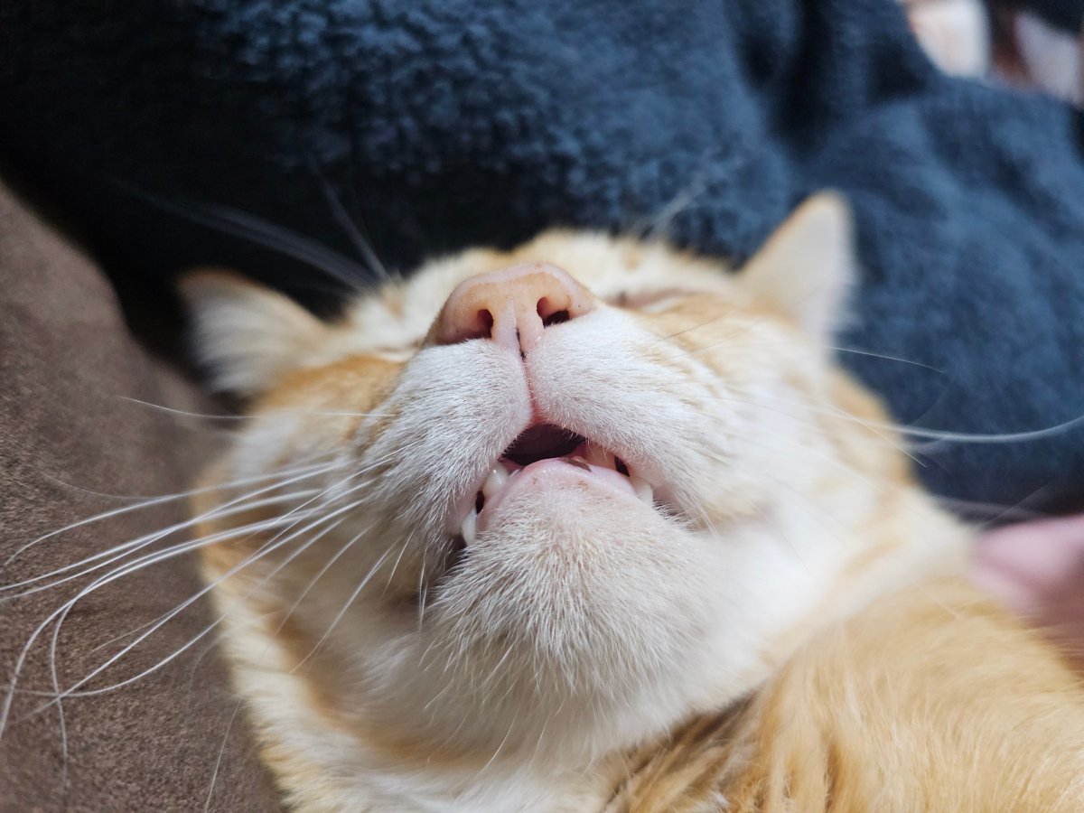 猫が『いびき』をかいているときの原因7つ　病気の可能性も？対処法まで解説