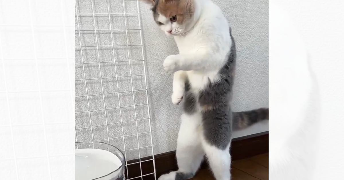 初めて自動給水機を使用した猫が、次の瞬間……あまりにも衝撃的な『まさかのリアクション』が239万表示「立ってて草」「可愛すぎるｗ」