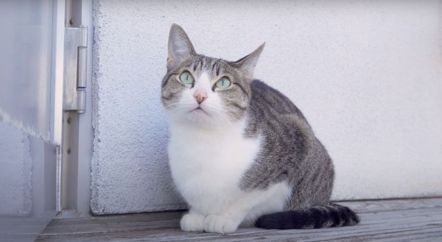 救急車通過で猫ちゃんのスイッチオフ？