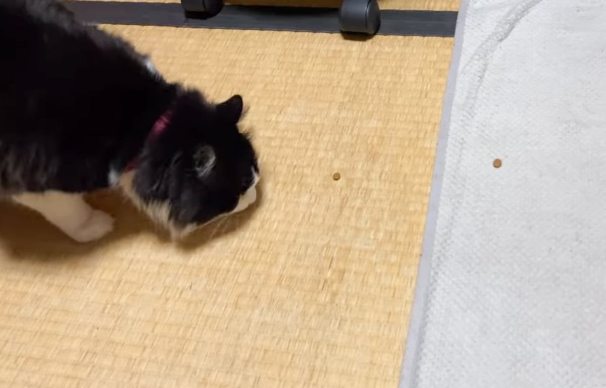 寝るときはケージに入る猫→『誘導の仕方』を見てみると……まさかの光景が144万再生「古典的な手法で捕まるの面白すぎる」「爆笑した」