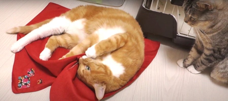 猫ちゃんのスイッチを必ずONにする秘密の布とは♡？