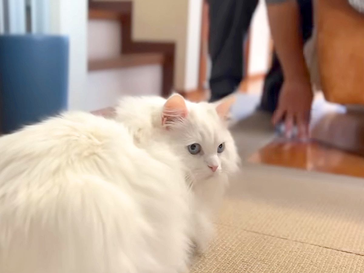 普段は無口な元野良猫→帰宅したパパと遊んでいると、思わず…想定外な『愛おしい行動』に「幸せな時間」「可愛い鳴き声が聞こえた」と反響