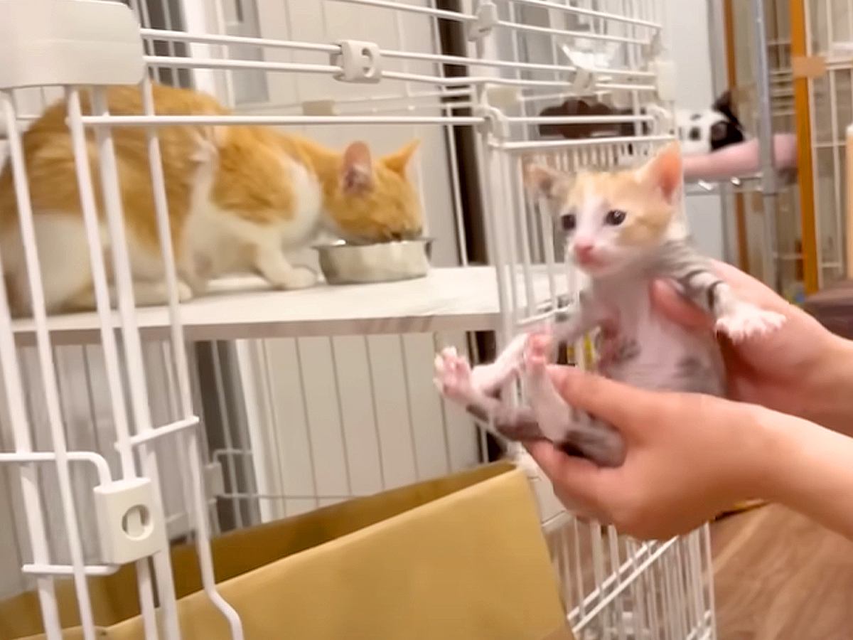 お母さん猫のご飯中、５匹の赤ちゃん猫を“盗んだ”結果…予想もしなかった『まさかの結末』に「さすがお母さん」「安心してくれて良かった」