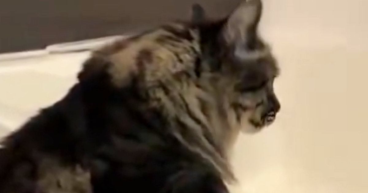おしりが汚れてしまった猫→『お風呂場』に連れて行った結果…あまりにも賢い行動に2万いいね「いい子すぎる」「天才……！」と称賛の声