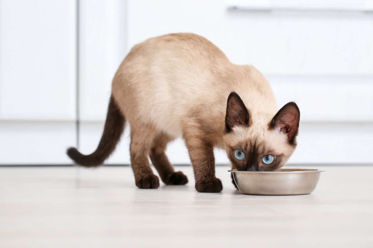 猫の体内では『消化しにくい食べ物』5選　消化不良を起こす理由や表れやすい症状まで