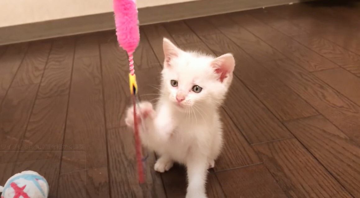 保護子猫とおもちゃで遊んでみたら…まさかの『空振りしまくる猫パンチ』が可愛すぎると4万7000再生「一生懸命なのが良い」「爆笑」