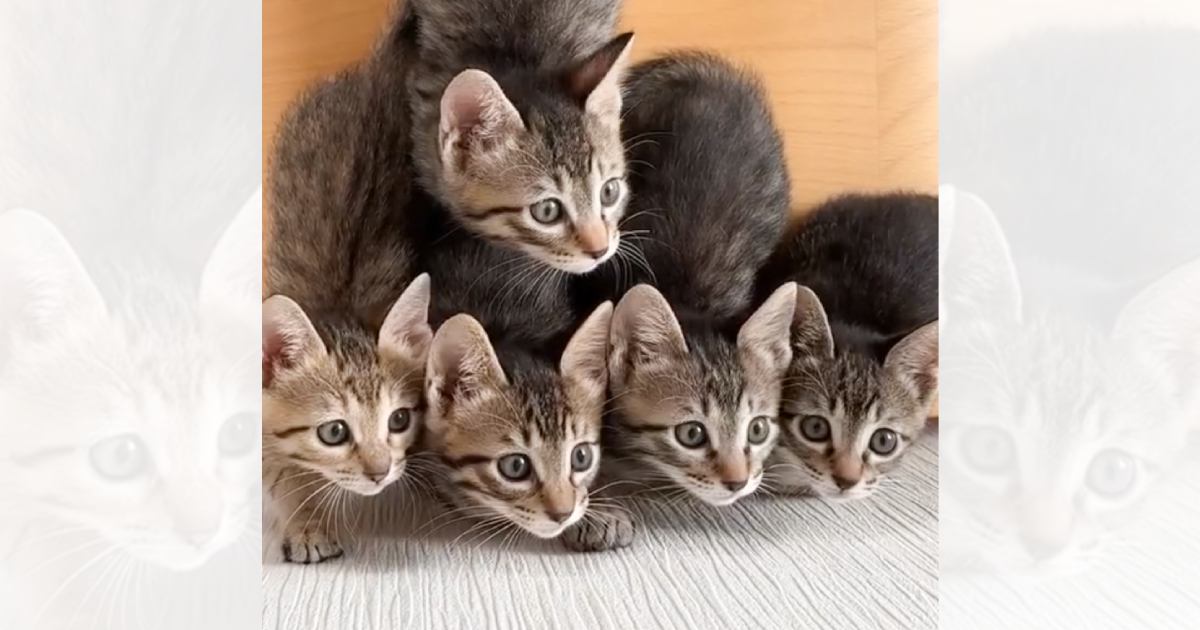 5匹のキジトラ子猫のまえでおもちゃを動かしたら…心奪われる人が続出の光景に26万いいねの大反響「ヤバいたまらん」「いつまでも見てられる」