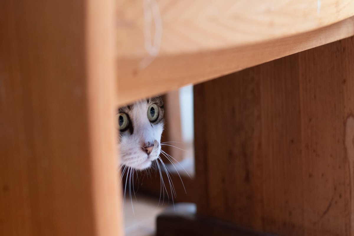 猫が『隠れてご飯を食べている』ときの理由5つ 考えられる心理から食事環境の整え方まで
