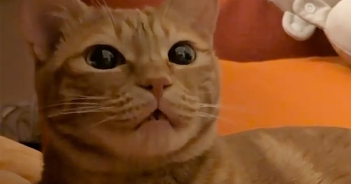 わざと違う名前で呼んでみたら、猫は…あまりにも可愛すぎる『まさかの展開』が93万再生「ちがうよーって言ってそう」「文句言ってるｗ」