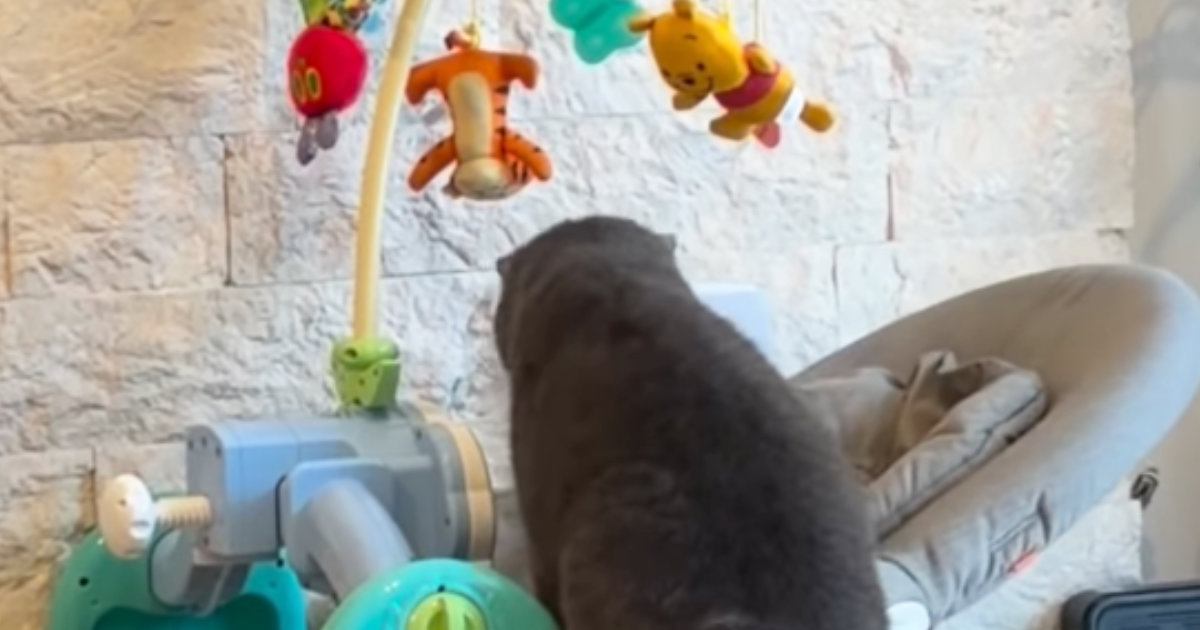 赤ちゃんがいない隙に『ベビーバウンサーに侵入する猫』を発見→撮影していると…可愛すぎる光景が127万再生「気になっていたんだねｗ」