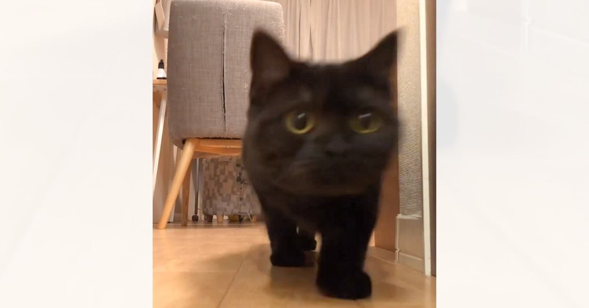 カメラの前まで走ってきた猫→『通り過ぎた』かと思ったら、次の瞬間…まさかの行動に6万いいね「可愛すぎて何回も見ちゃう」「吹いちゃったｗ」