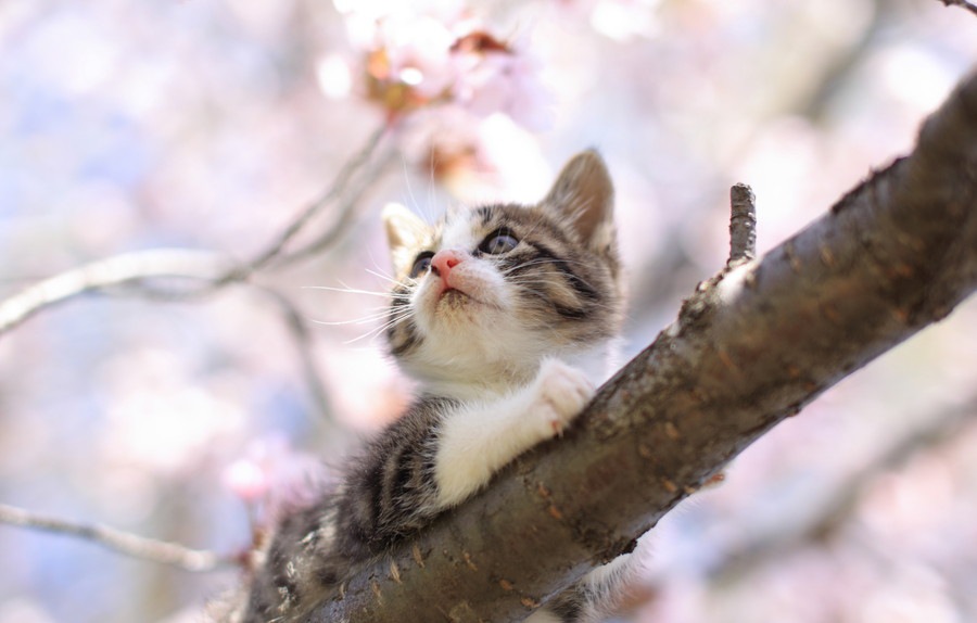 猫が春になると変わる気持ちや体のこと