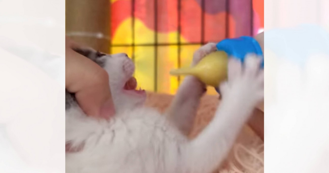 ミルクをもらっている赤ちゃん猫→『耳』を見てみたら…あまりにも『可愛すぎる動き』が200万再生「飲むたびに耳が…」「耳がたまらん」