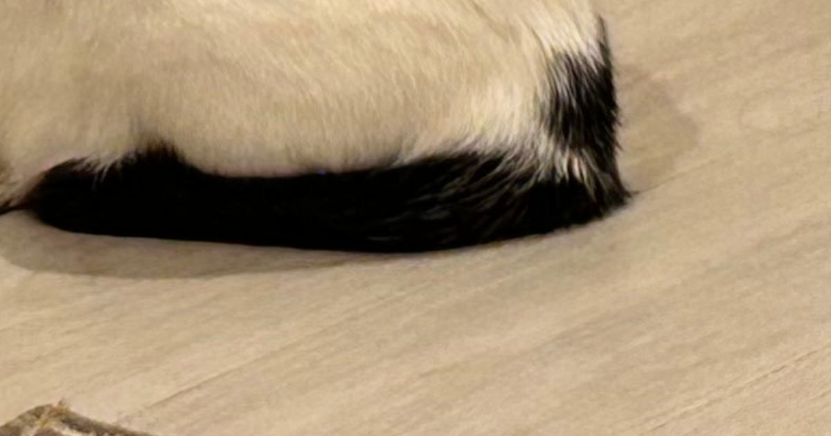 ふと見ると、フードボウルの前で愛猫が…思わず『ごはんをあげたくなる瞬間』に「賢い子ｗ」「背中が物語ってるｗ」「ずっと見ていたい」と反響
