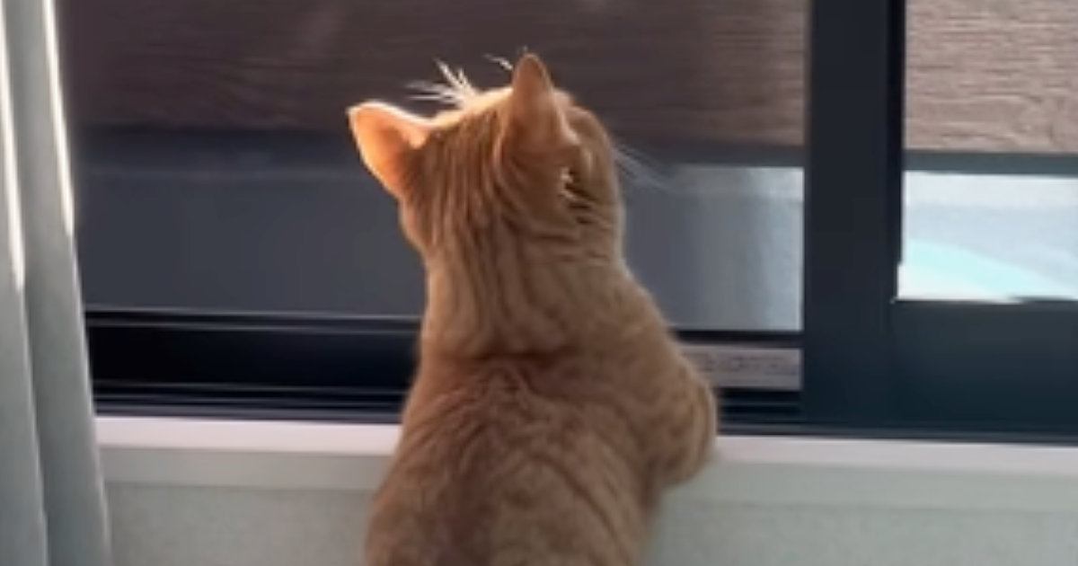 風に当たるのが大好きな猫→窓を開けると…あまりにも『人間のような光景』が可愛すぎると39万再生「すべてがあざとい」「一緒に眺めたい」