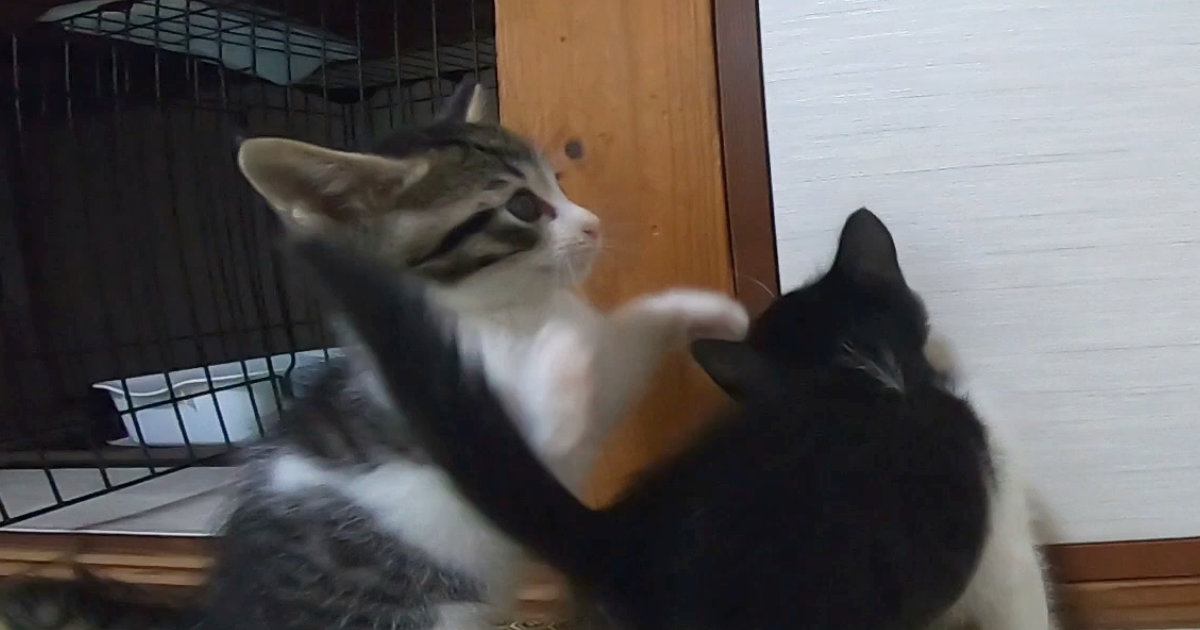 元気いっぱいに遊んでいた子猫→動きが止まったと思ったら…『まさかの瞬間』が65万再生「ホントに突然すぎるｗｗ」「反則級の可愛さ」と反響